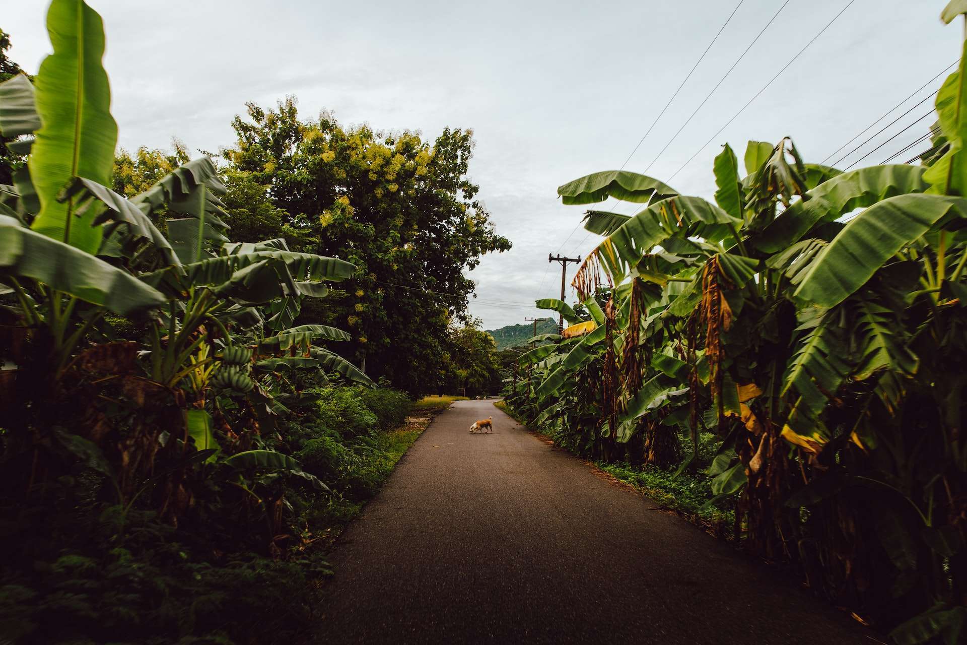 Living in Thailand pros and cons